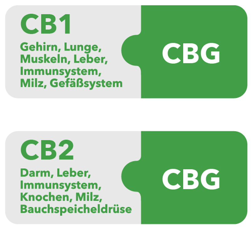 Unterschied zwischen CBG Öl und CBD Öl